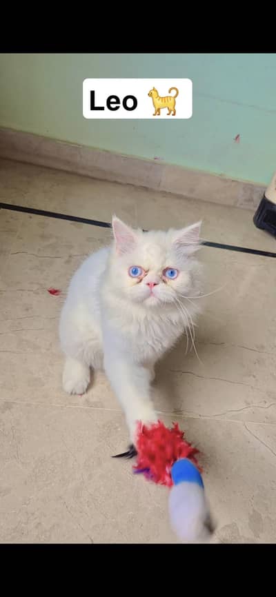 Persian Kittens For Sale
