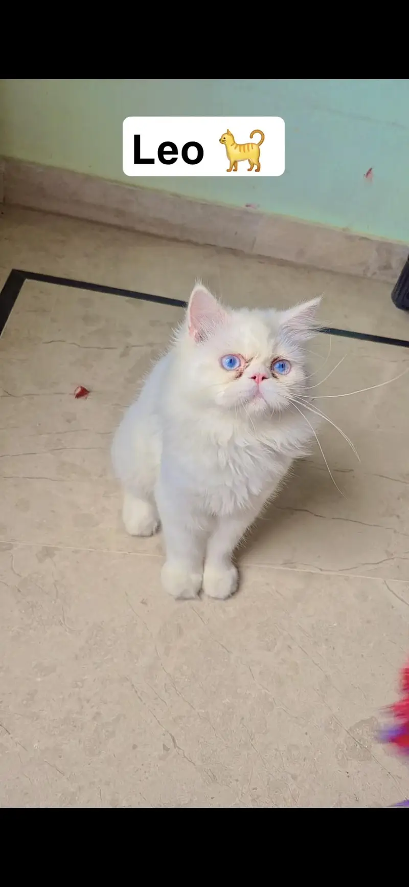 Persian Kittens For Sale — photo 2