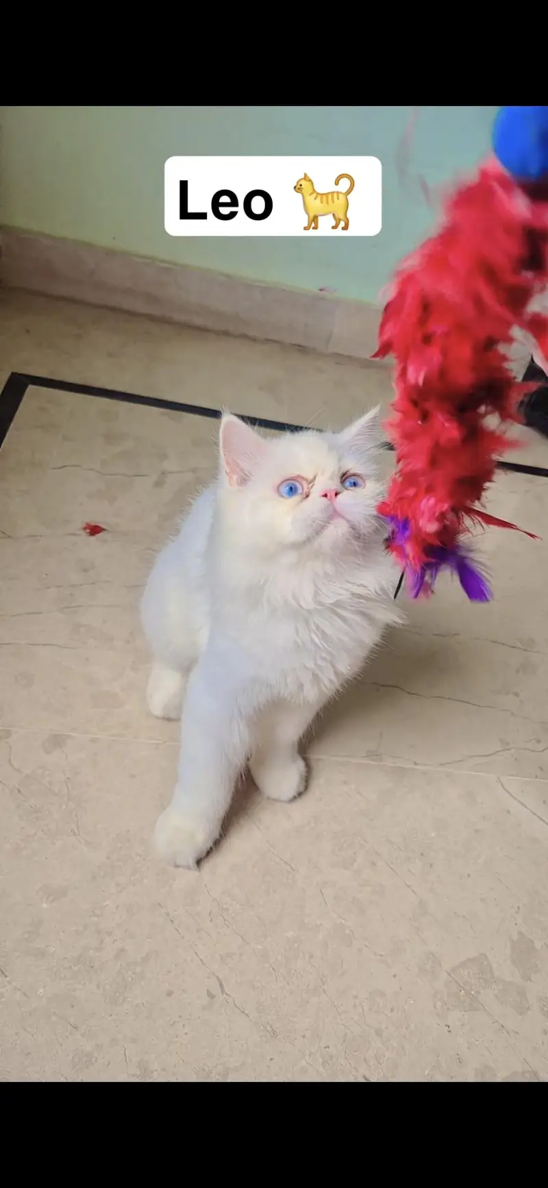 Persian Kittens For Sale — photo 3