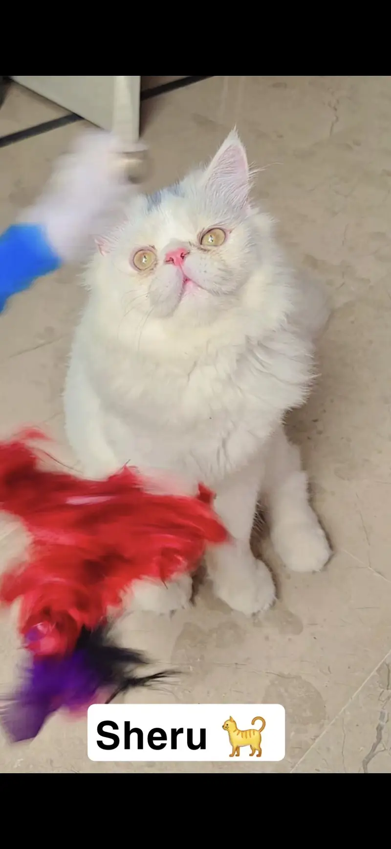 Persian Kittens For Sale — photo 4