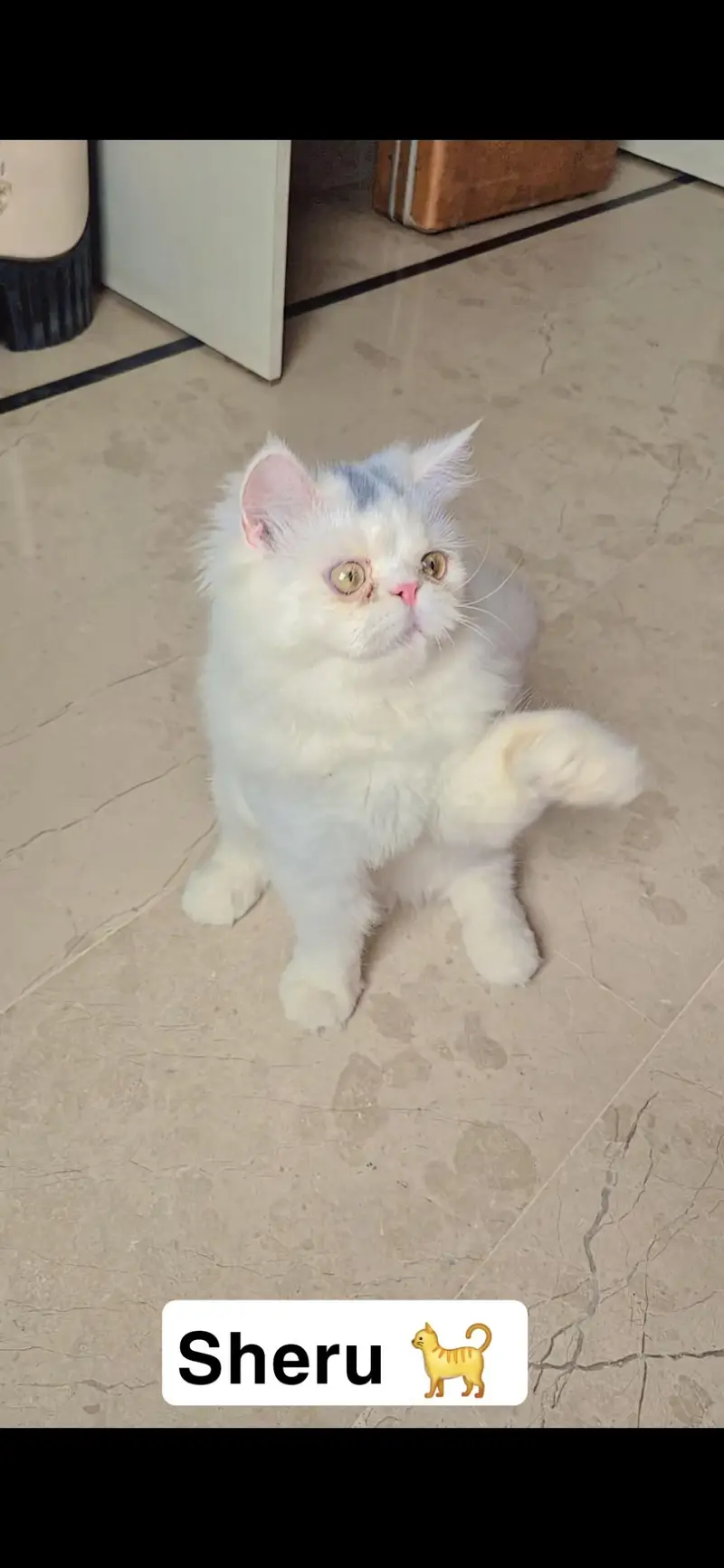 Persian Kittens For Sale — photo 5