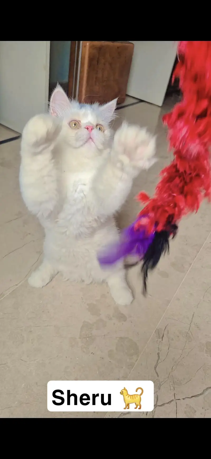 Persian Kittens For Sale — photo 6