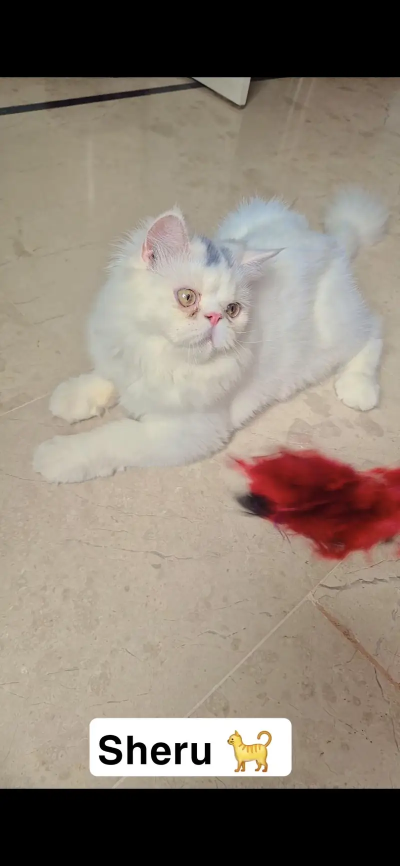 Persian Kittens For Sale — photo 7