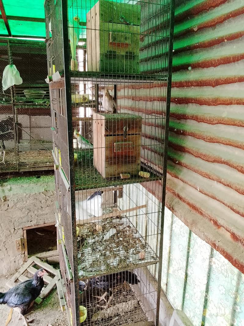 4 pushan cage 03128620202 1