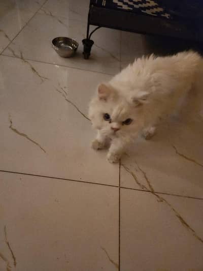 persian triple coat for 17 k