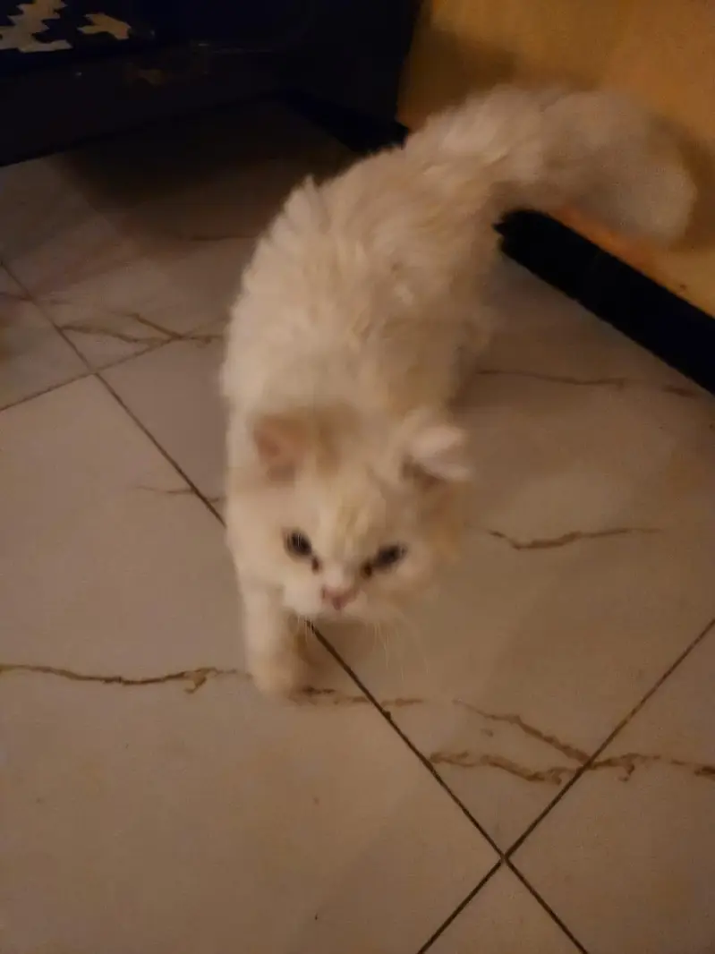 persian triple coat for 17 k — photo 2