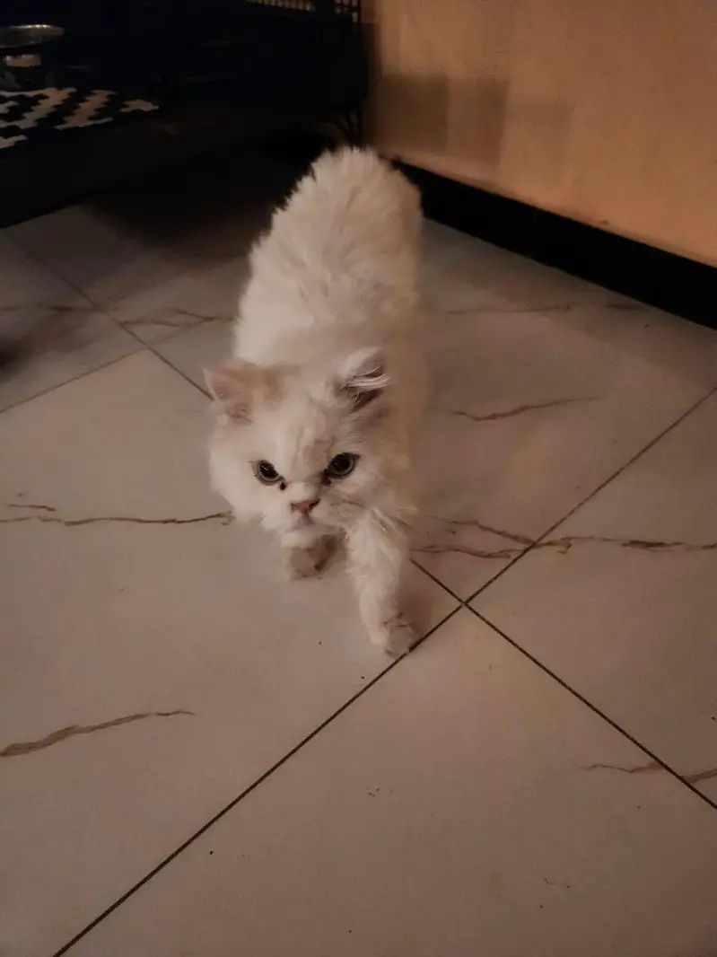 persian triple coat for 17 k — photo 3