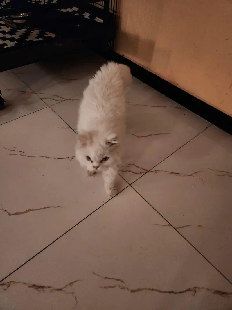 persian triple coat for 17 k — photo 4