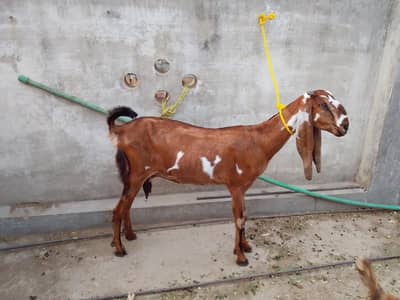 ناگرا نسل بجری