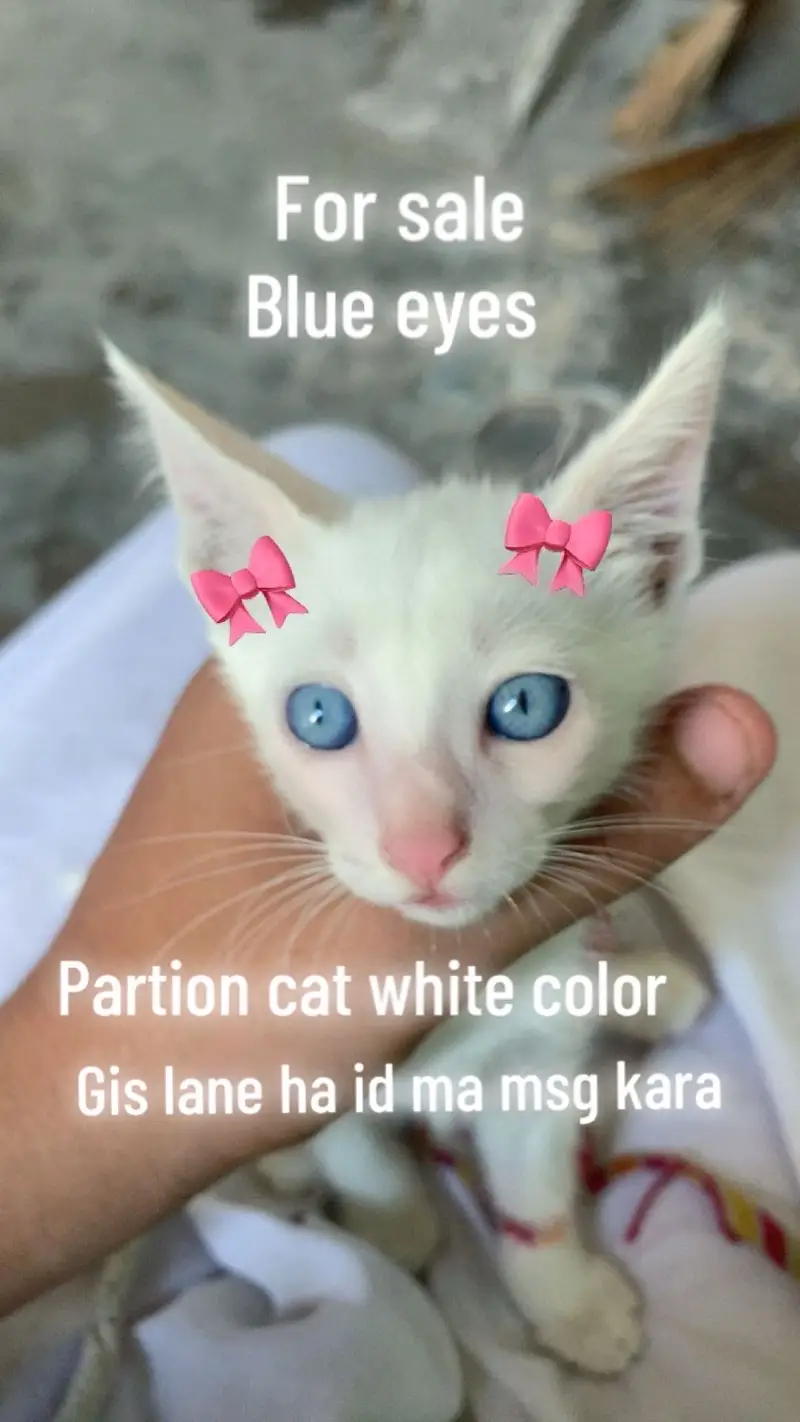 Persian cat blue eyes — photo 2
