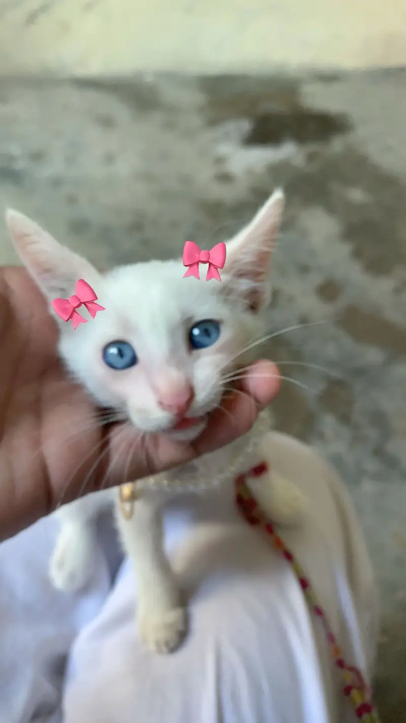 Persian cat blue eyes — photo 3