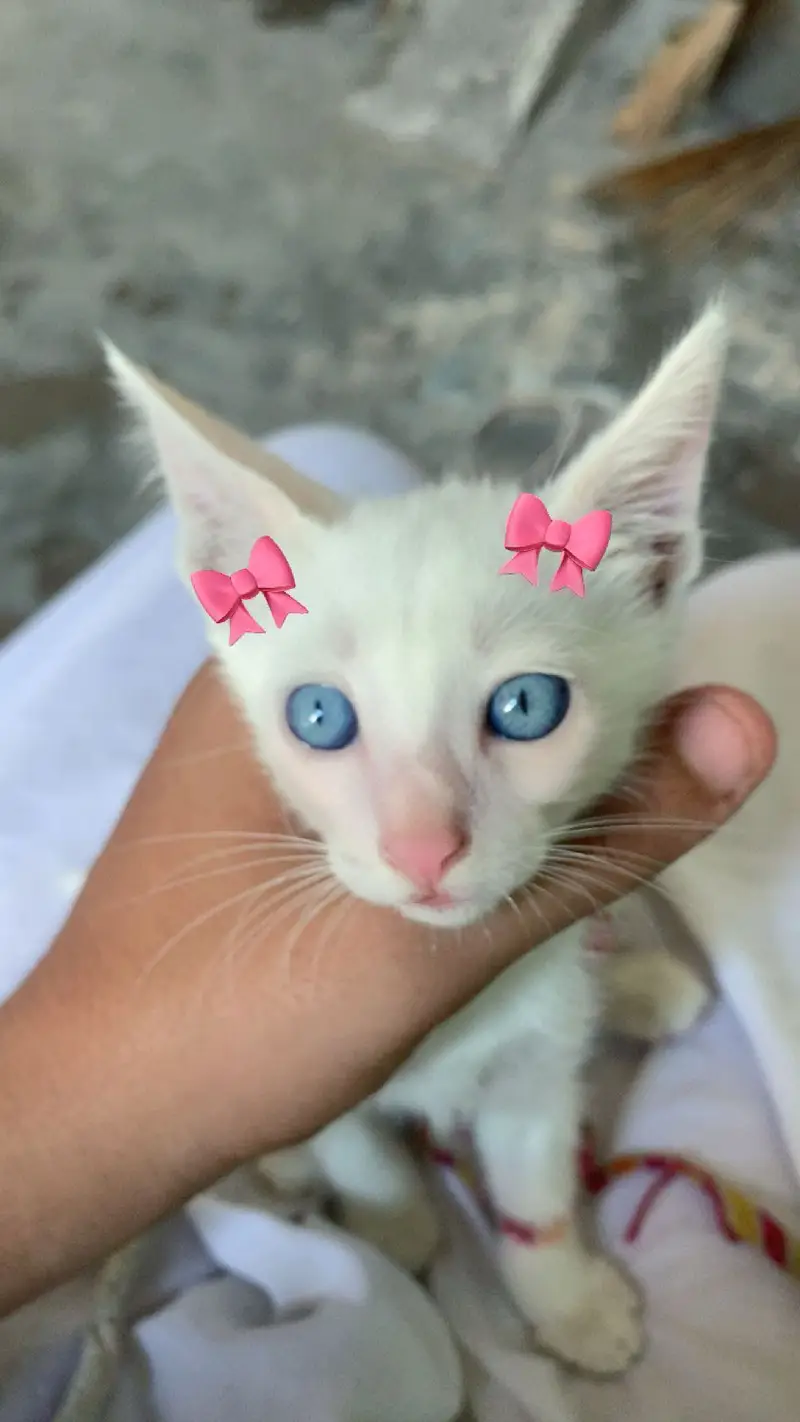 Persian cat blue eyes — photo 4