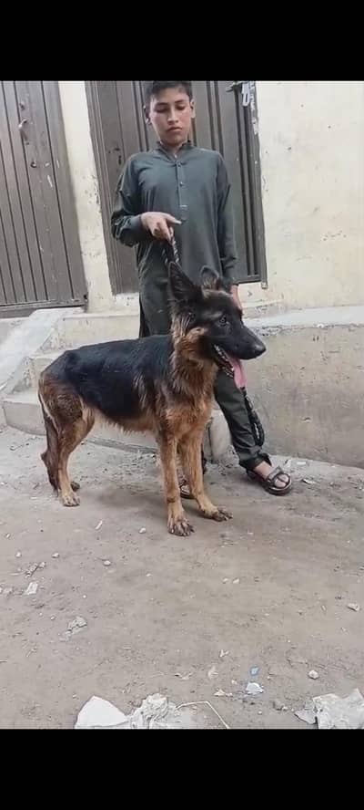 long coat German Shepherd female for sale