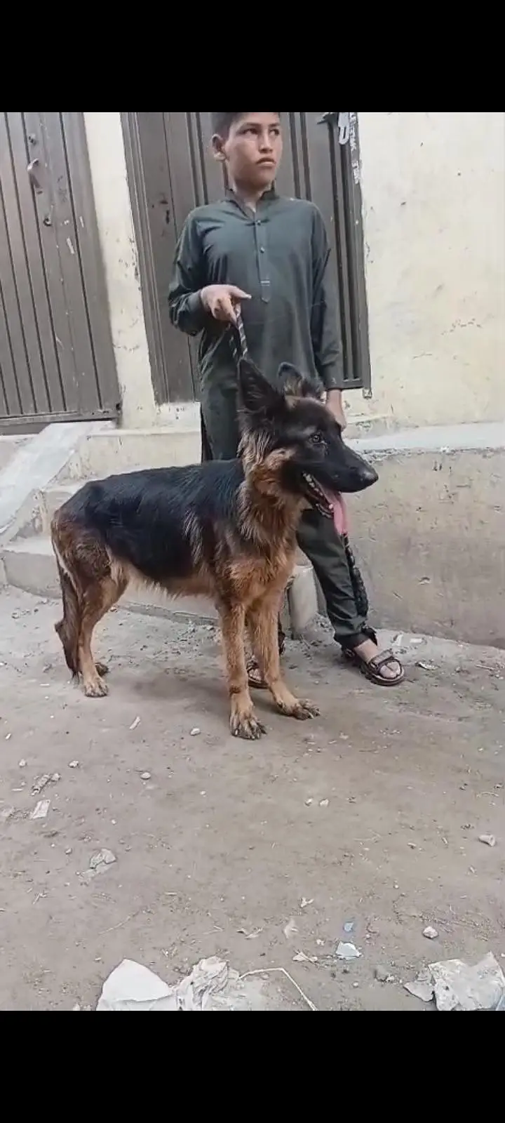 long coat German Shepherd female for sale — photo 3