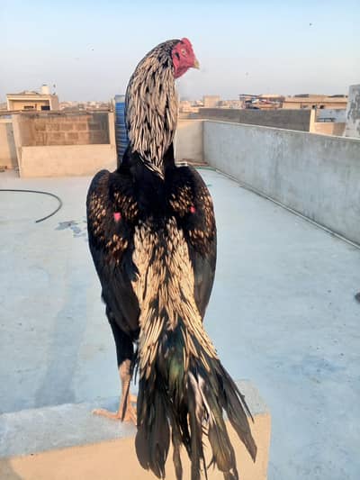 big size aseel panjab