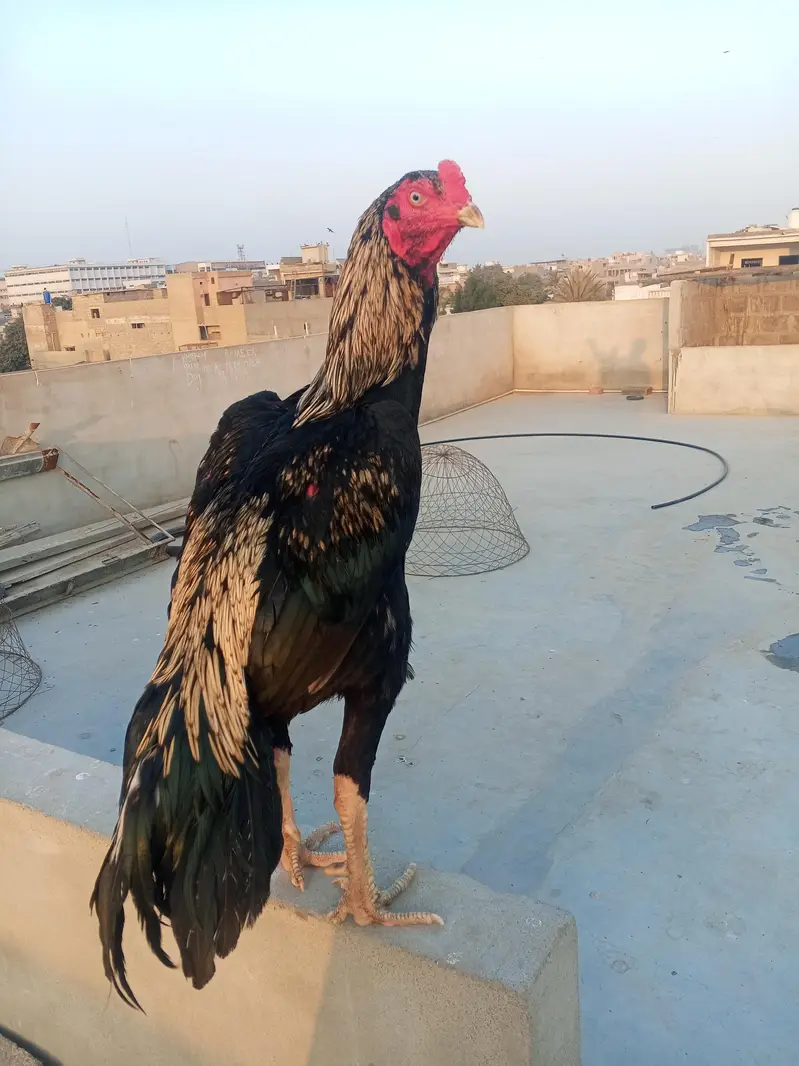 big size aseel panjab — photo 2
