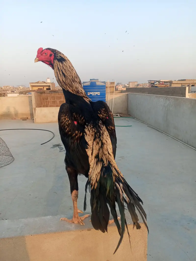 big size aseel panjab — photo 3