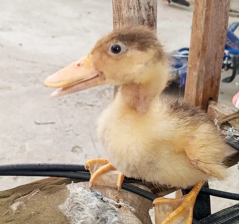 ducks for sale