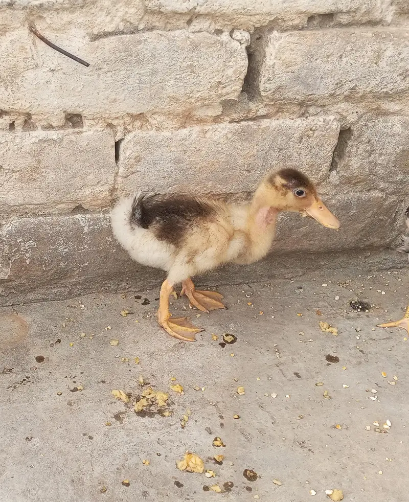 ducks for sale — photo 2