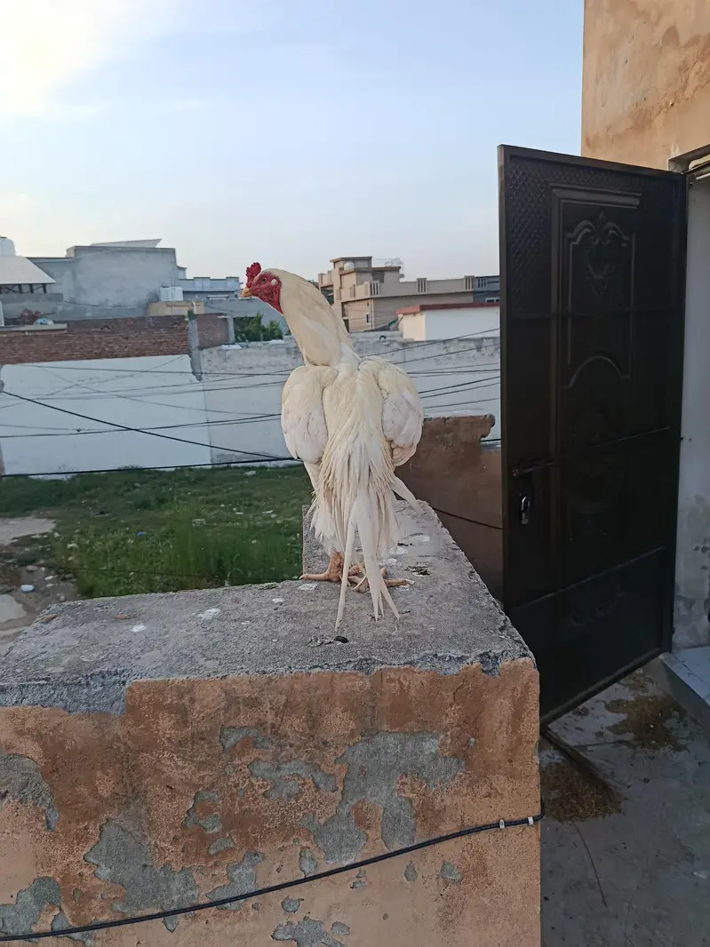 Pakistani Aseel home breed full heighted — photo 2