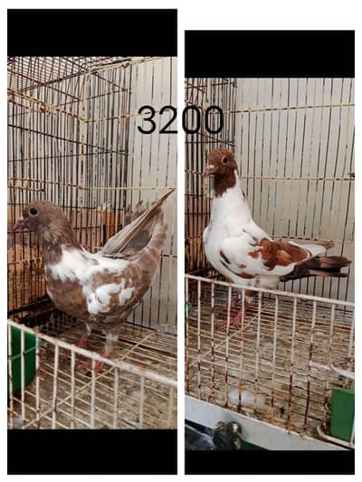 peshori Pigeons