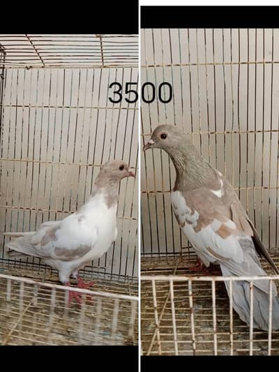 peshori Pigeons