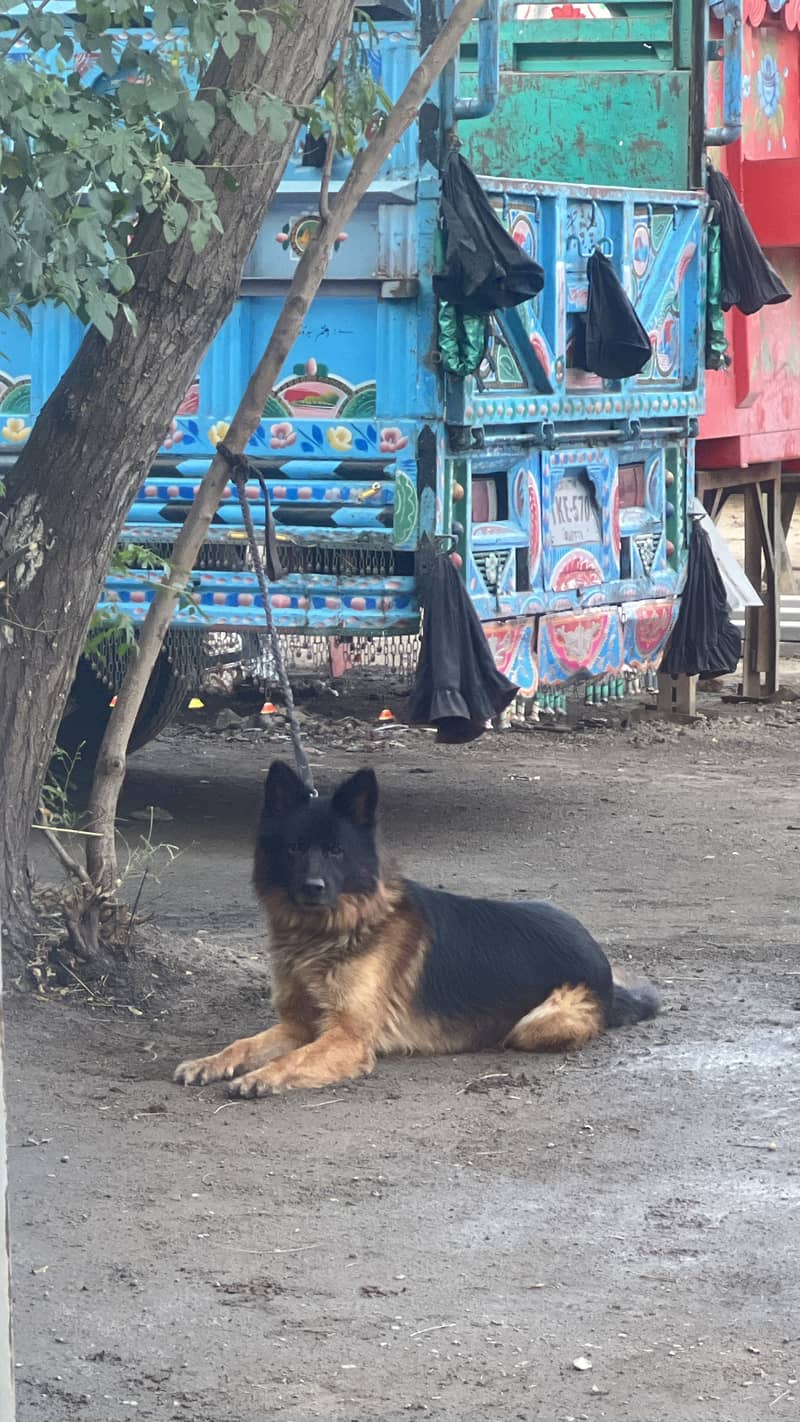 German Shepherd 0
