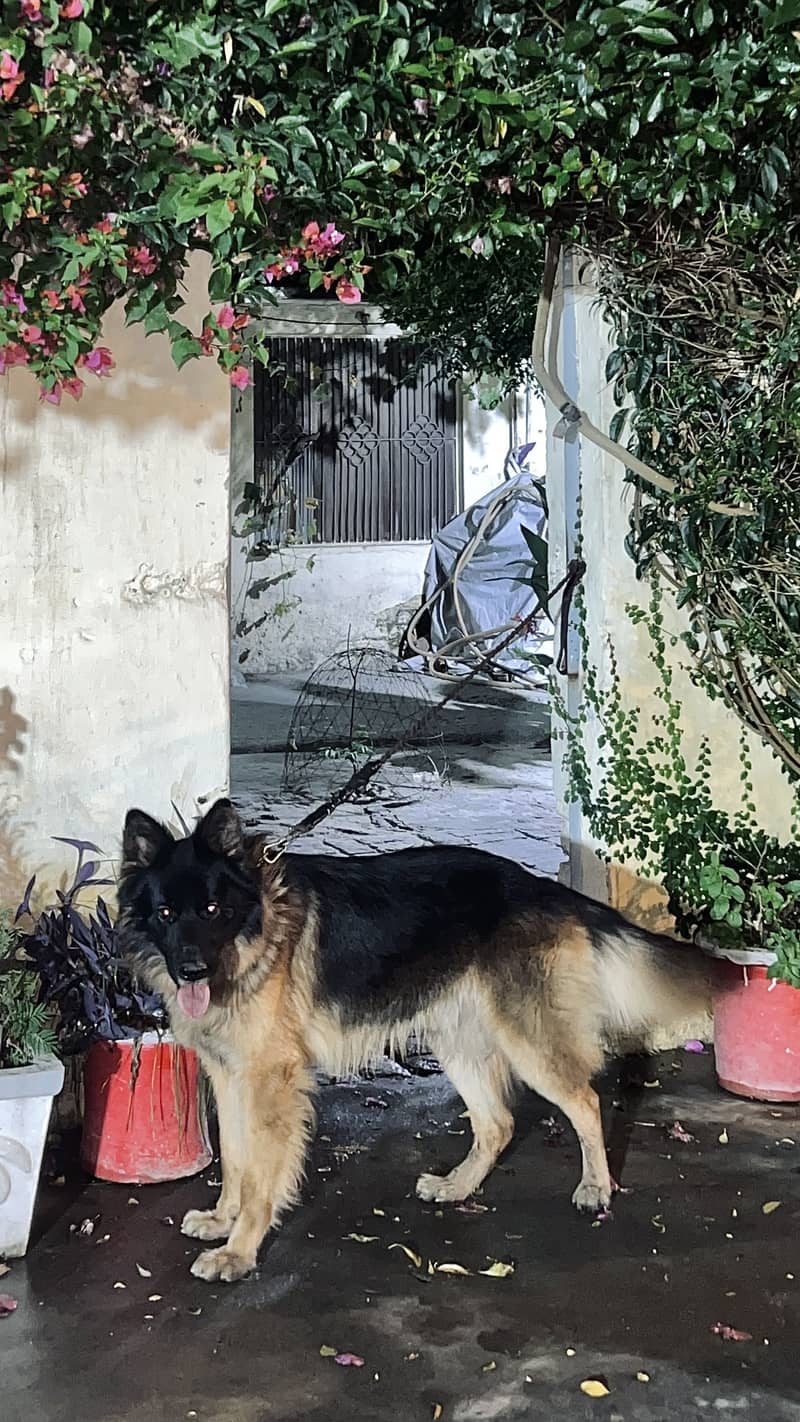 German Shepherd 1
