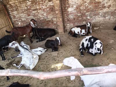 Goats for sale