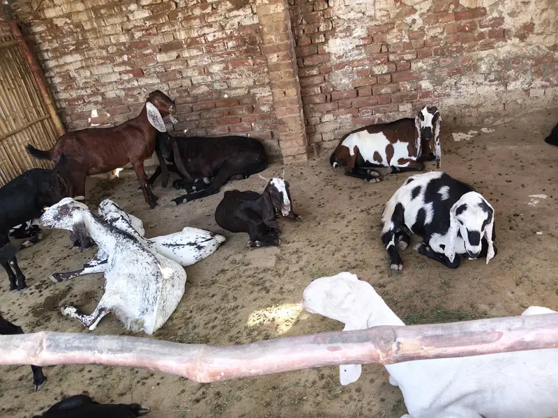 Goats for sale