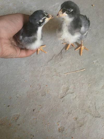 chick for sale