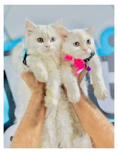 cash on delivery Persian kitten cats