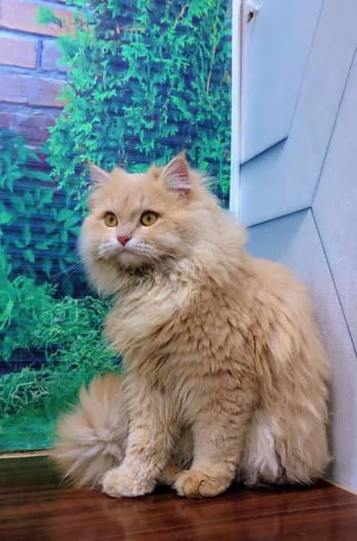 cash on delivery Persian kitten cats