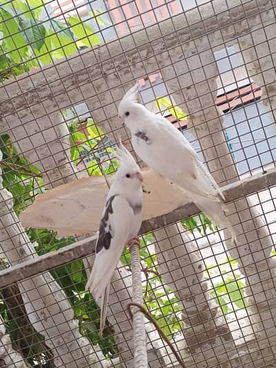 Vpied cocktail breeder pair.
