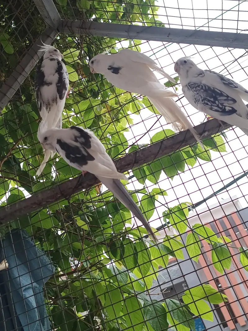 Vpied cocktail breeder pair. — photo 2