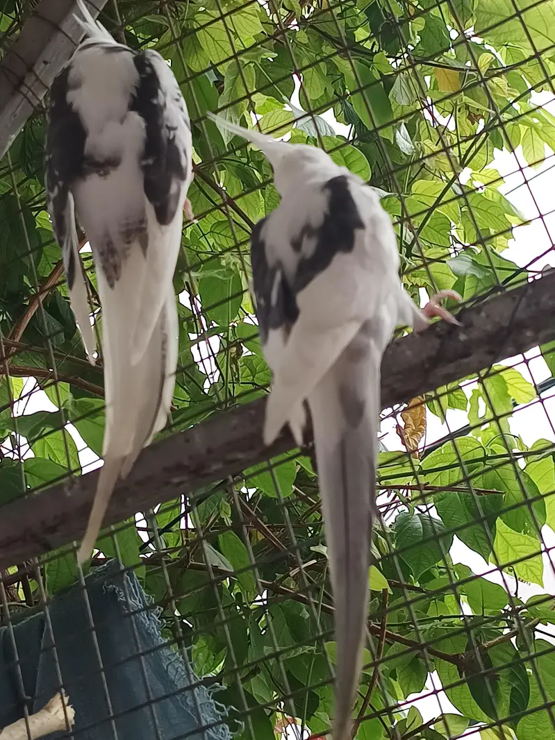 Vpied cocktail breeder pair. — photo 3