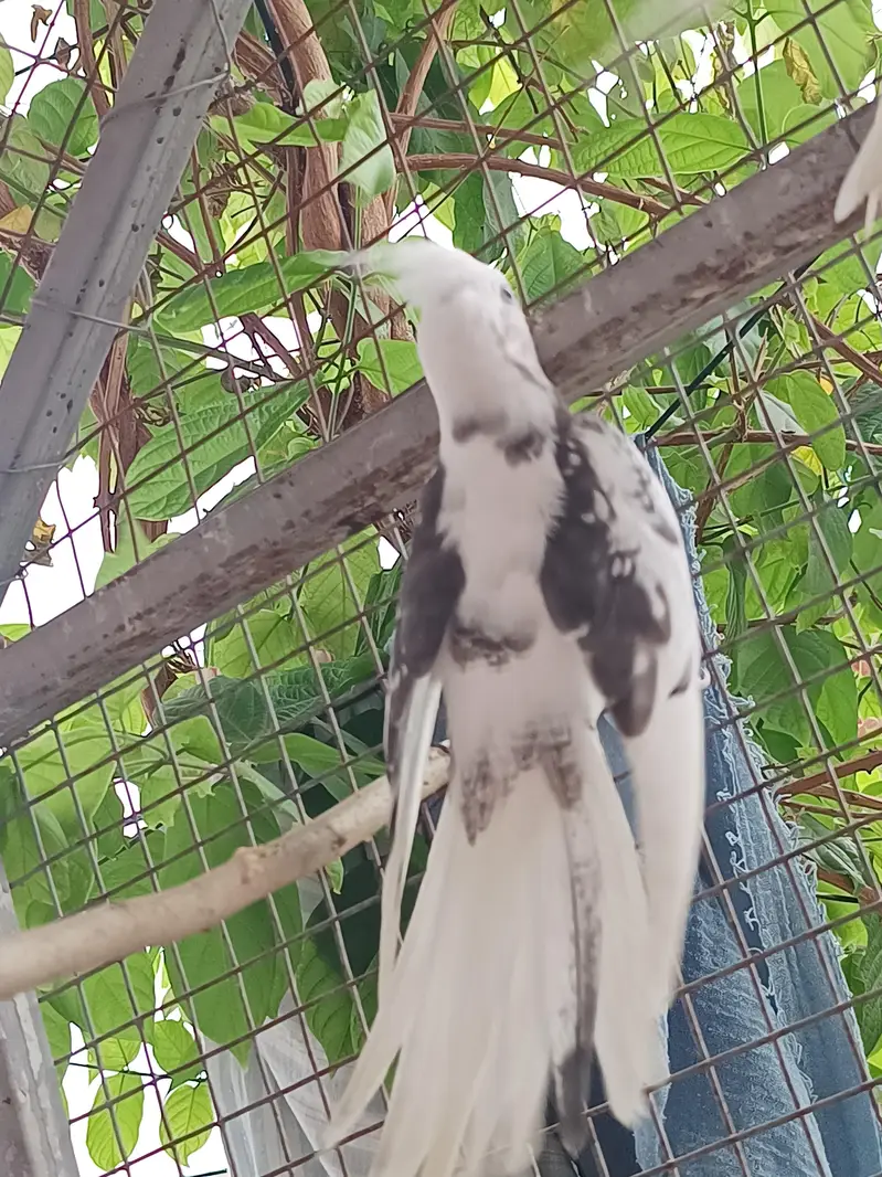 Vpied cocktail breeder pair. — photo 4