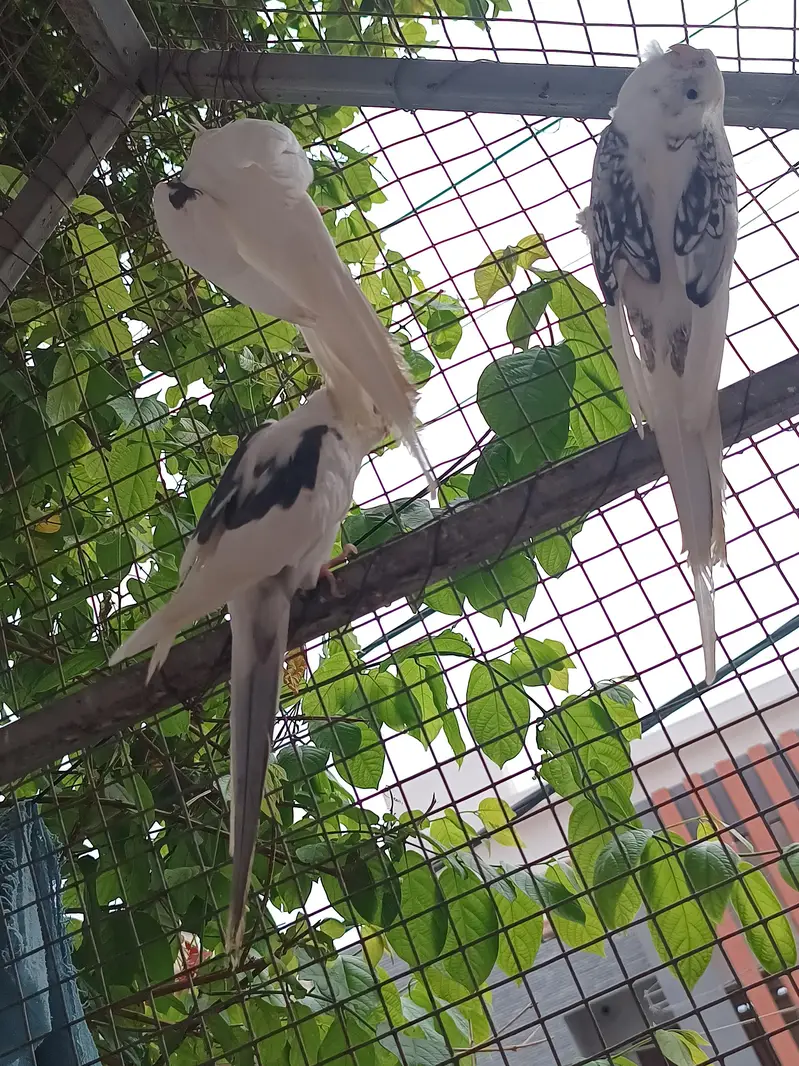 Vpied cocktail breeder pair. — photo 5