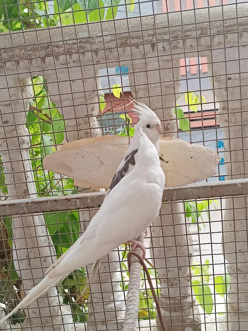 Vpied cocktail breeder pair. — photo 8