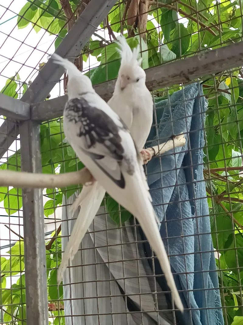 Vpied cocktail breeder pair. — photo 9