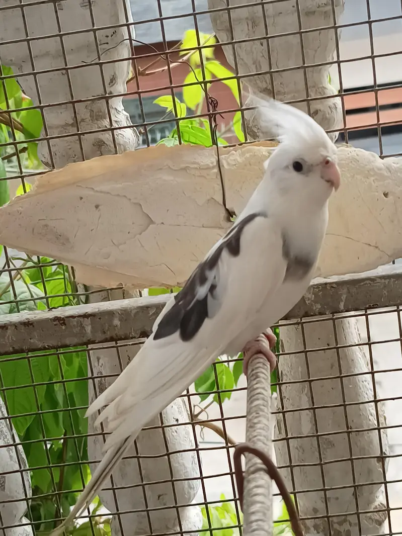 Vpied cocktail breeder pair. — photo 10