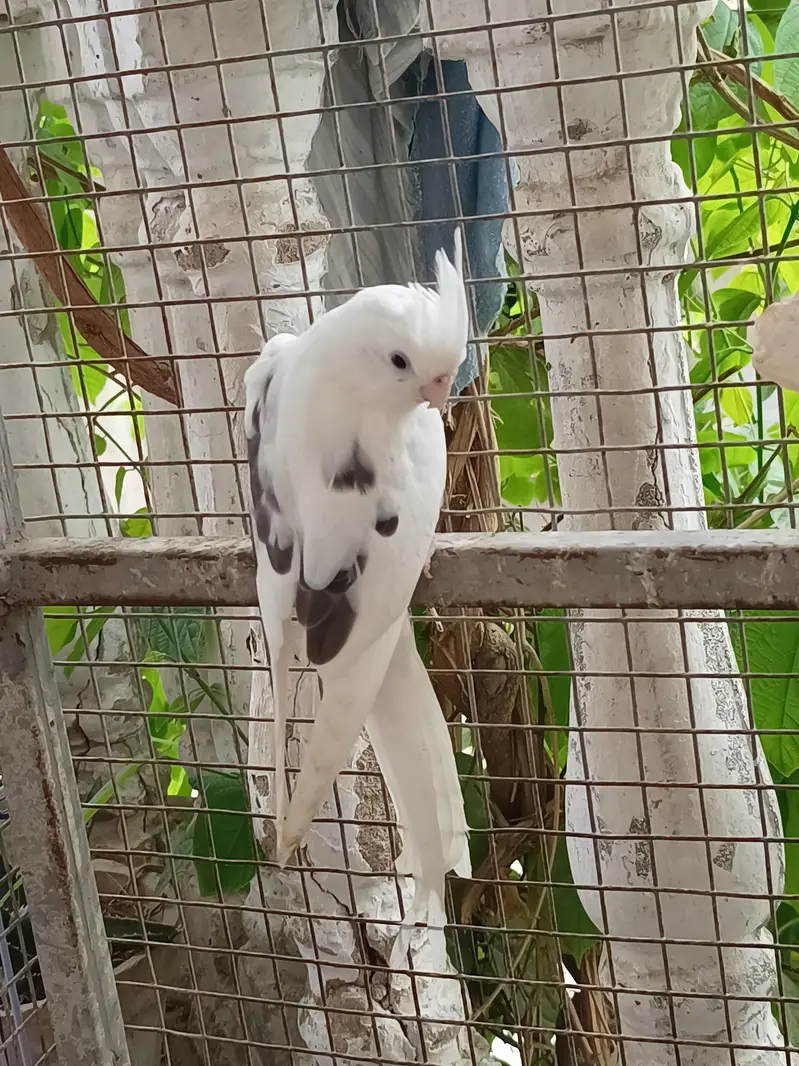 Vpied cocktail breeder pair. — photo 12