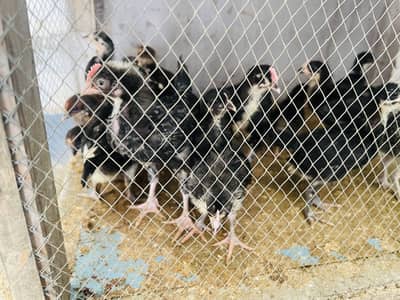 10. Pure Austrolop & 30 golden misri chicks available age 1 month