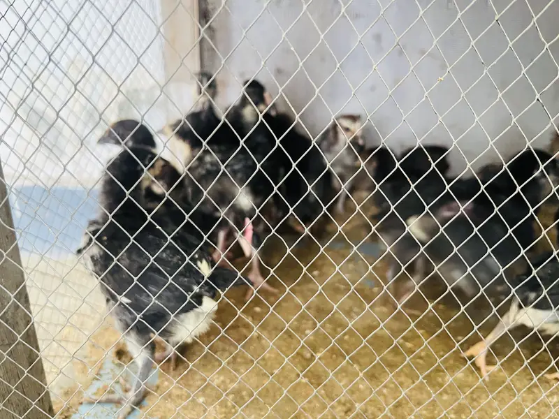 10. Pure Austrolop & 30 golden misri chicks available age 1 month — photo 2