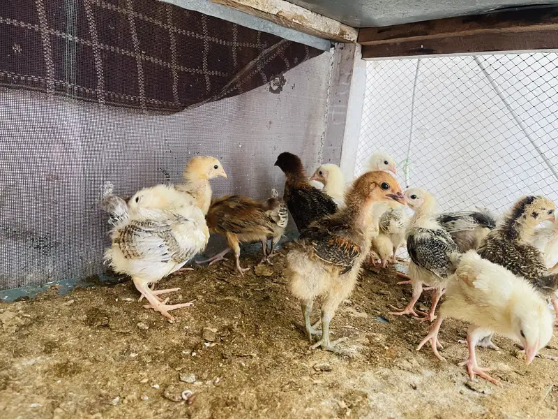 10. Pure Austrolop & 30 golden misri chicks available age 1 month — photo 3