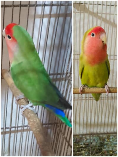 2 Love birds Breeding pair for sale with baby with 2 folding cage 