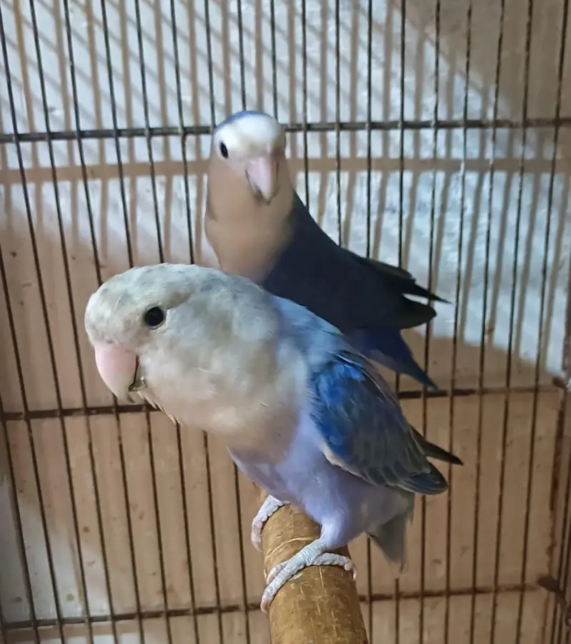 2 Love birds Breeding pair for sale with baby with 2 folding cage  — photo 2