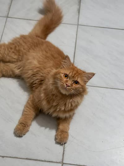 Persian Cat