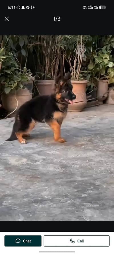 German Shepherd puppies long cot for sale my WhatsApp. 03317047936