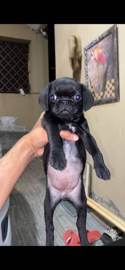 Pure Pug Female Puppy